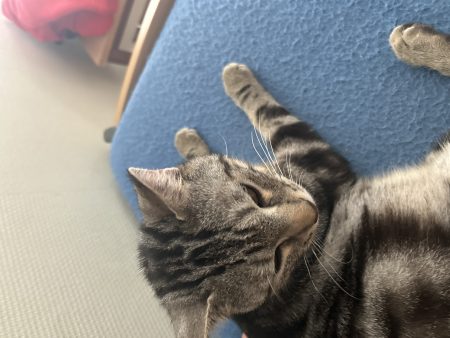 Donne chaton retrouvé à la rue – Chat / Chaton à donner à Nancy (54)