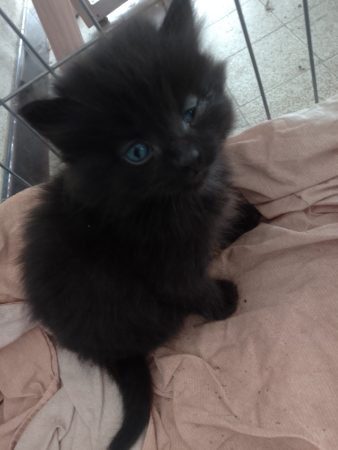 Donne chatons – Chat / Chaton à donner à 81120 - Realmont (81) (photo 2)
