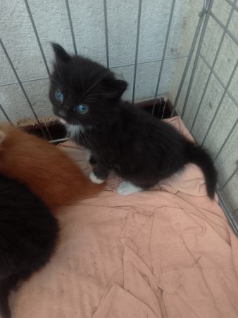 Donne chatons – Chat / Chaton à donner à 81120 - Realmont (81)