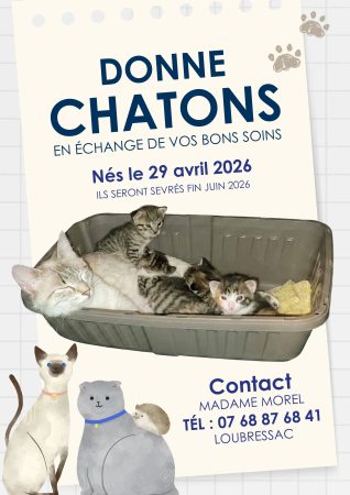 Donne chatons – Chat / Chaton à donner à Loubressac (46)