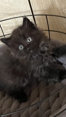 Donne chatons siamois croisé très affectueux – Chat / Chaton à donner à Jeumont (59) (photo 2)