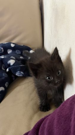 Donne chatons siamois croisé très affectueux – Chat / Chaton à donner à Jeumont (59) (photo 3)