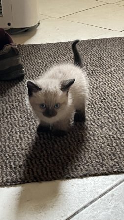 Donne chatons siamois croisé très affectueux – Chat / Chaton à donner à Jeumont (59)