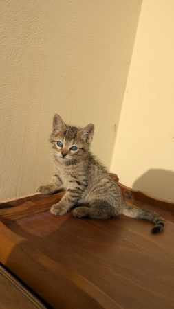 Donne chatons tigres, noir et blanc et gris et blanc Donne chatons tigres, noir et blanc et gris et blanc – Chat / Chaton à donner à Couesme Vauce (53) (photo 3)