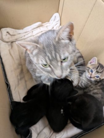 Donne chatons tigres, noir et blanc et gris et blanc Donne chatons tigres, noir et blanc et gris et blanc – Chat / Chaton à donner à Couesme Vauce (53)
