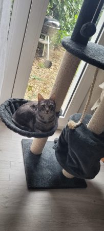Donne chatte 3 ans – Chat / Chaton à donner à Mantes La Ville (78)