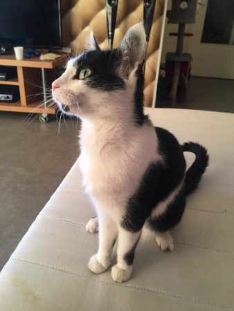 Donne chatte femelle channel – Chat / Chaton à donner à Giberville (14)