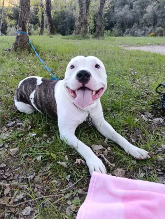 Donne chien – Chien / Chiot à donner à Béziers (34)