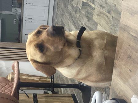 Donne croisé labrador – Chien / Chiot à donner à Outreau (62)