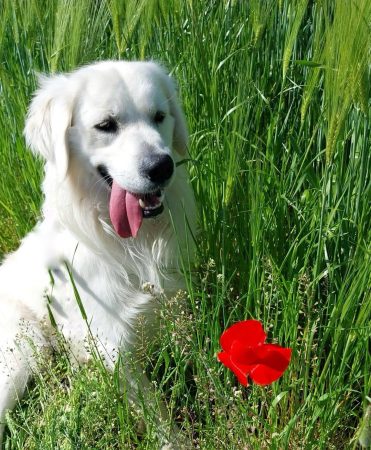 Donne Golden retriever 2 ans – Chien / Chiot à donner à Issoudun (36)