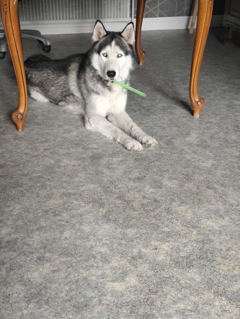 Donne husky – Chien / Chiot à donner à Saint Michel Sur Ternoise (62)