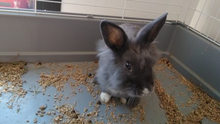 Donne lapin nain avec cages – Lapin à donner à Aureilhan (65) (photo 3)