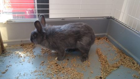 Donne lapin nain avec cages – Lapin à donner à Aureilhan (65)