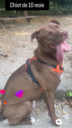 Donne Pitt/husky de son petit nom kaiba! – Chien / Chiot à donner à Paris (75)