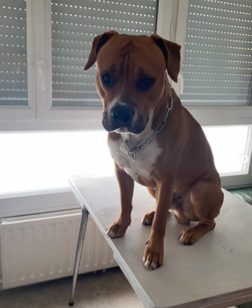 Donne Staff Croisé boxer – Chien / Chiot à donner à Le Chambon Feugerolles (42)