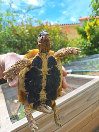 Donne tortue hermann male, 6 ans, en bonne santé – Reptile à donner à Nans Les Pins (83) (photo 2)