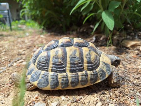 Donne tortue hermann male, 6 ans, en bonne santé – Reptile à donner à Nans Les Pins (83) (photo 3)
