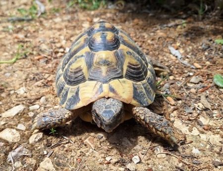 Donne tortue hermann male, 6 ans, en bonne santé – Reptile à donner à Nans Les Pins (83)