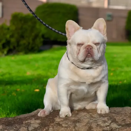 Donne un chiot bouledogue Français – Chien / Chiot à donner à Rennes (35) (photo 2)