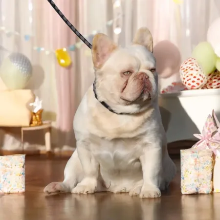 Donne un chiot bouledogue Français – Chien / Chiot à donner à Rennes (35) (photo 3)
