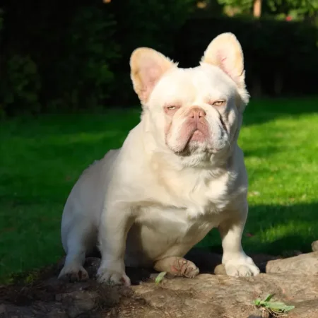 Donne un chiot bouledogue Français – Chien / Chiot à donner à Rennes (35)