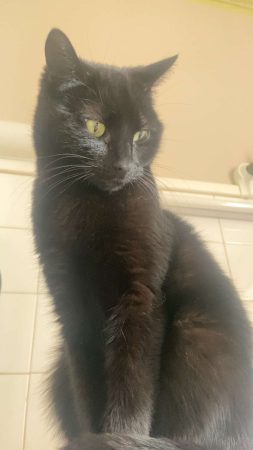 Femelle noir salsa – Chat / Chaton à donner à Castelnaudary (11)