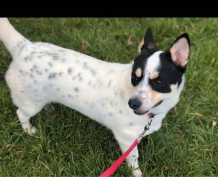 Jack russel F 3 ans Issy les Moulineaux – Chien / Chiot à donner à Issy Les Moulineaux (92)