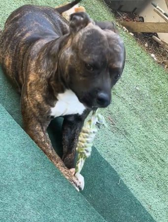 Je vend mon chien de 2 ans – Chien / Chiot à vendre à Alfortville (94) (photo 2)