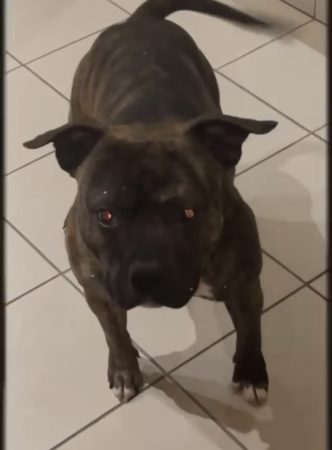 Je vend mon chien de 2 ans – Chien / Chiot à vendre à Alfortville (94)