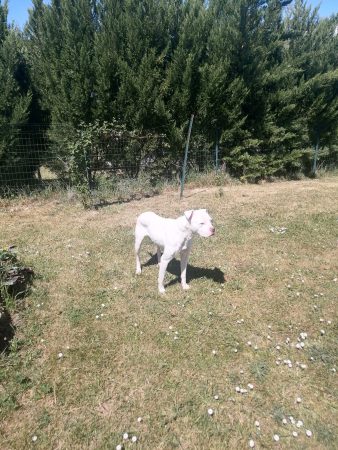 Kyara, 8 ans d'amour : Cherche un jardin pour sa retraite – Chien / Chiot à donner à Erize Saint Dizier (55) (photo 2)