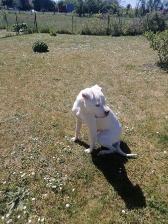 Kyara, 8 ans d'amour : Cherche un jardin pour sa retraite – Chien / Chiot à donner à Erize Saint Dizier (55) (photo 5)