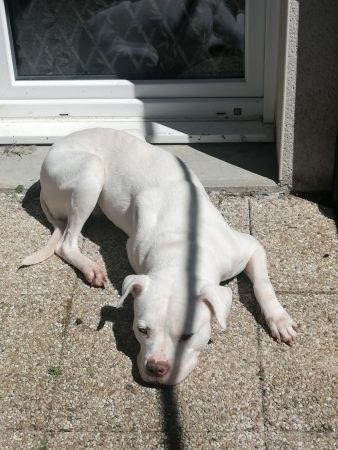 Kyara, 8 ans d'amour : Cherche un jardin pour sa retraite – Chien / Chiot à donner à Erize Saint Dizier (55) (photo 3)