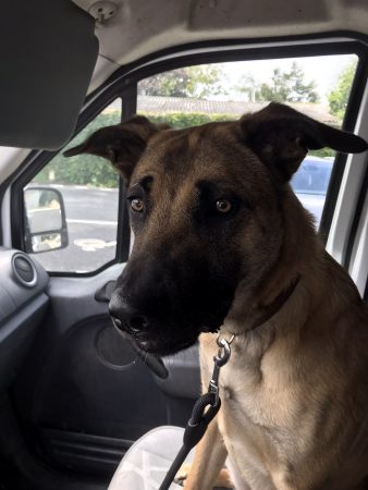 Malinois 10 mois – Chien / Chiot à donner à La Rochelle (17)