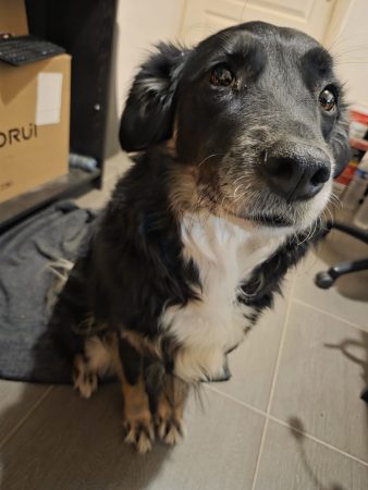 Recherche famille aimante, responsable, de confiance et d'expérience pour Luna Recherche famille aimante, responsable, de confiance et d'expérience pour Luna – Chien / Chiot à donner à Colmar (68) (photo 2)