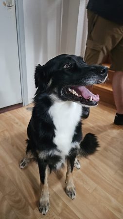 Recherche famille aimante, responsable, de confiance et d'expérience pour Luna Recherche famille aimante, responsable, de confiance et d'expérience pour Luna – Chien / Chiot à donner à Colmar (68) (photo 3)