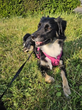 Recherche famille aimante, responsable, de confiance et d'expérience pour Luna – Chien / Chiot à donner à Colmar (68)