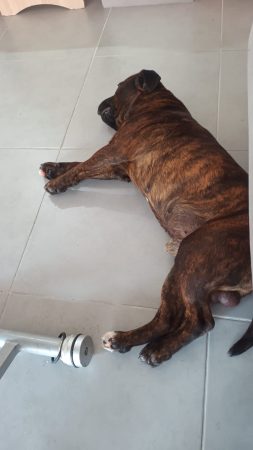 Staffy de 4ans Staffy de 4ans – Chien / Chiot à donner à Draguignan (83) (photo 2)