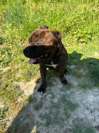 Staffy de 4ans Staffy de 4ans – Chien / Chiot à donner à Draguignan (83) (photo 3)