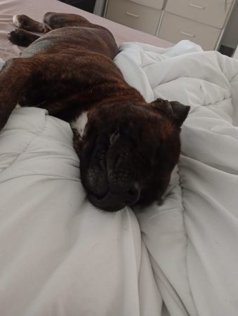 Staffy de 4ans – Chien / Chiot à donner à Draguignan (83)