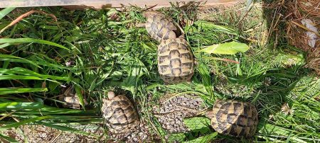 Tortues Hermann (testudo hermanni) – Reptile à vendre à Savoie (74) (photo 2)
