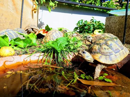 Tortues Hermann (testudo hermanni) – Reptile à vendre à Savoie (74)