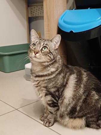Toufita cherche beaucoup de tendresse Toufita cherche beaucoup de tendresse – Chat / Chaton à donner à Toulouse (31) (photo 3)