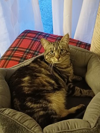 Toufita cherche beaucoup de tendresse – Chat / Chaton à donner à Toulouse (31)