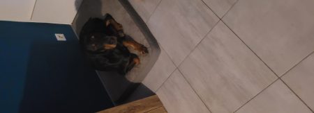 Urgent, donne dobermann Urgent, donne dobermann – Chien / Chiot à donner à Treize Septiers (85) (photo 2)