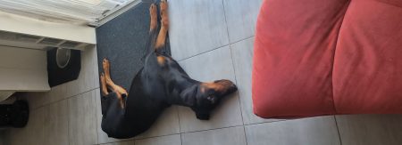Urgent, donne dobermann Urgent, donne dobermann – Chien / Chiot à donner à Treize Septiers (85) (photo 3)