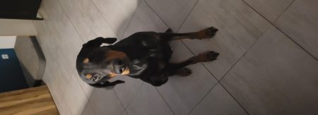 Urgent, donne dobermann – Chien / Chiot à donner à Treize Septiers (85)