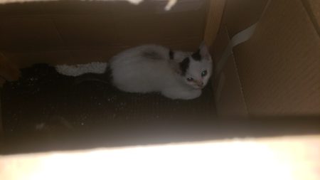 2 chatons née le 18 avril a donner contre bon soin – Chat / Chaton à donner à Amiens (80)