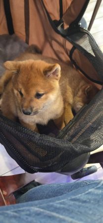 A vendre chiot Shiba-inu LOF 2 femelles et 1 mâle – Chien / Chiot à vendre à Plouasne (22) (photo 2)
