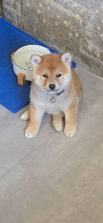 A vendre chiot Shiba-inu LOF 2 femelles et 1 mâle – Chien / Chiot à vendre à Plouasne (22) (photo 3)