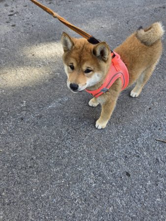 A vendre chiot Shiba-inu LOF 2 femelles et 1 mâle – Chien / Chiot à vendre à Plouasne (22)